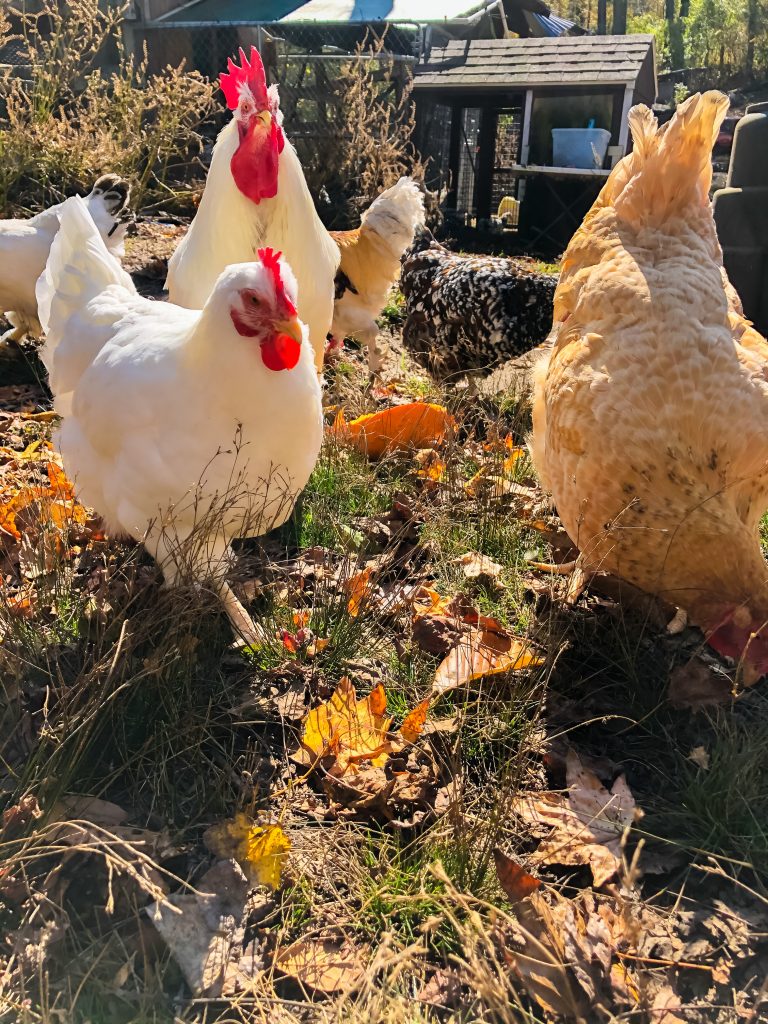 Do Pumpkins Seeds Stop Worms in Chickens Backyard Poultry
